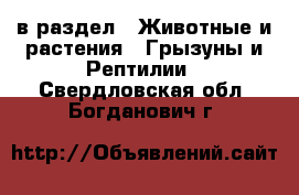  в раздел : Животные и растения » Грызуны и Рептилии . Свердловская обл.,Богданович г.